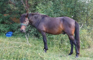  Nesi̇lce Tati̇l Köyü Bungalov Konaklamalı Mengen Doğa Yürüyüşü Turu